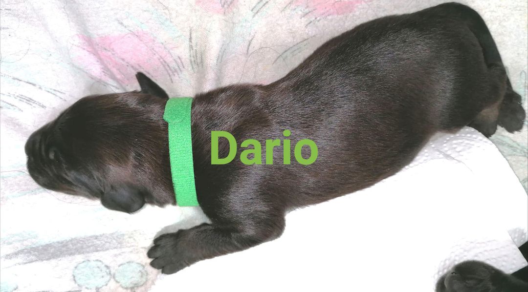 Dario mit Name