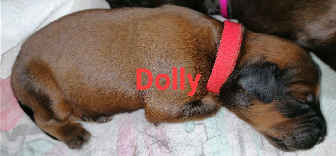 Dolly mit Name