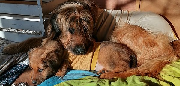 Mama passt besonders auf Emil auf