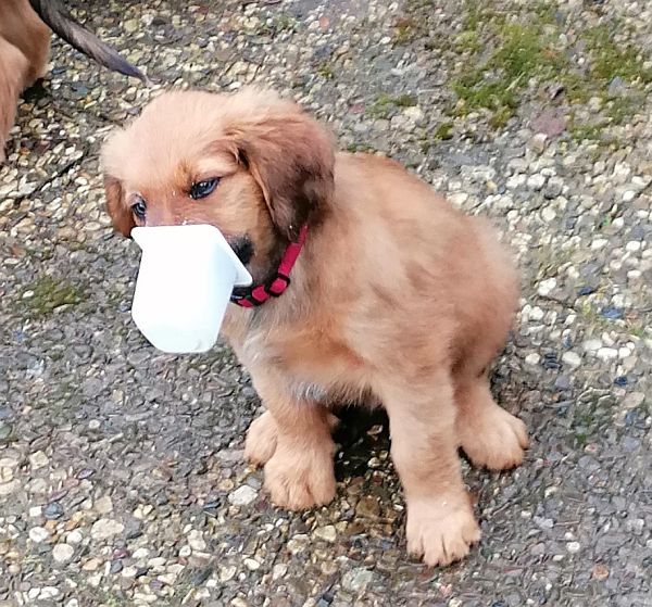 Joghurt.jpg - 100,11 kB
