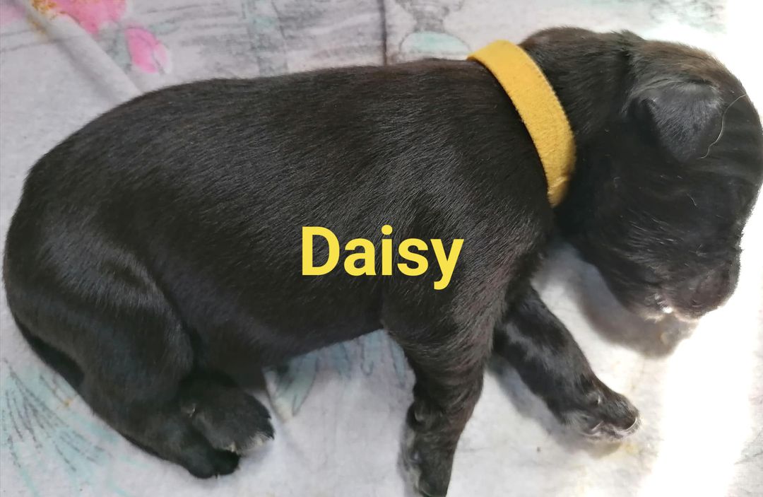 Daisy mit Name