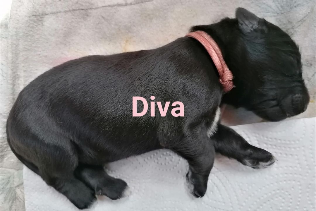 Diva mit Name
