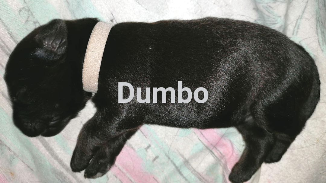 Dumbo mit Name